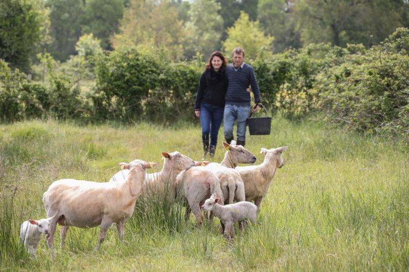 Lionel Egretier et ses moutons en agriculture biologique