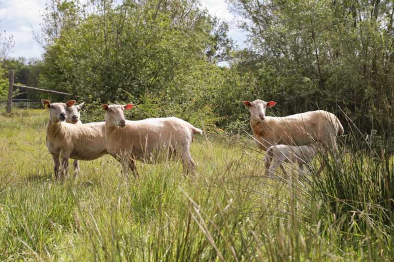 Les brebis et agneaux de la ferme des prairies de Pallard