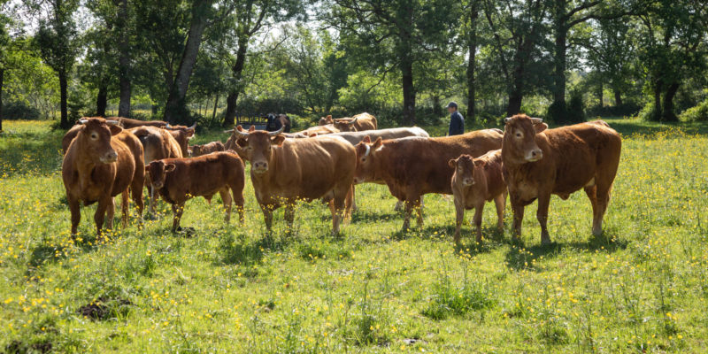 Les vaches en agricultures biologique à la Ferme des Prairies de Pallard à Anglade