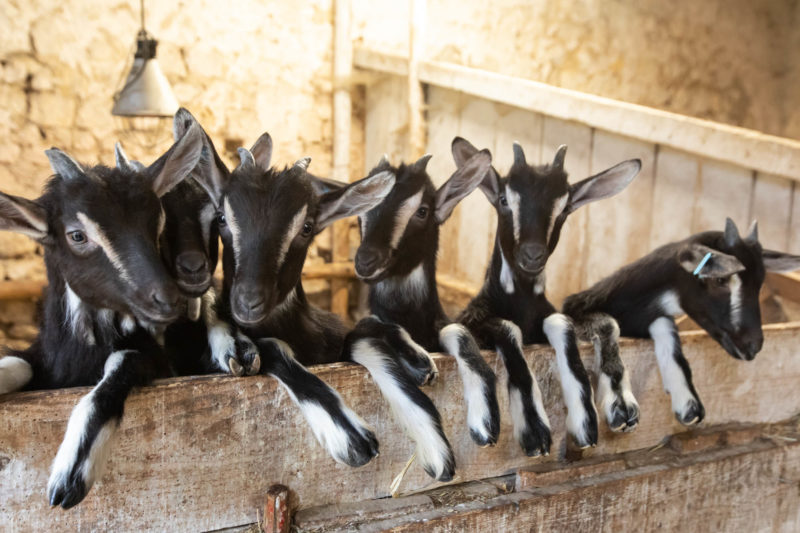 Les chèvres de Sophie Thibon à St-Thomas-de-Conac