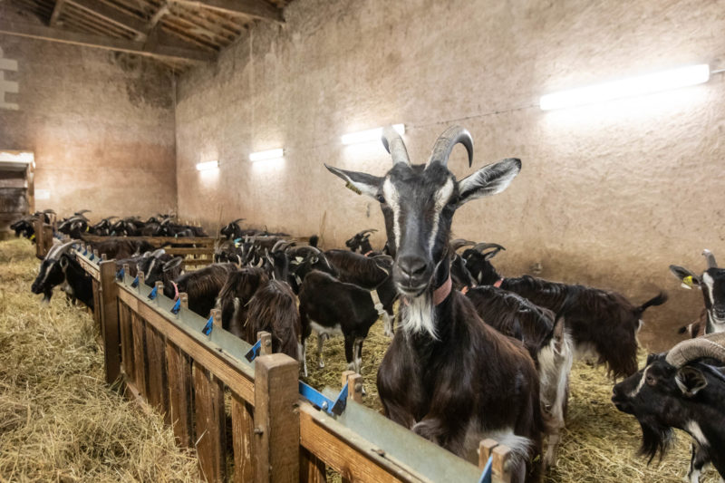 Chèvres de race poitevine à La Ferme du Roc